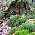 Natur Natur sein lassen
